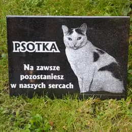 Kot psotka