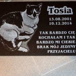 Pomnik dla kota Tosia